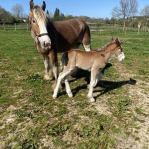 Poulain Clydesdale