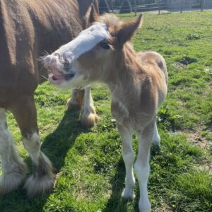 Poulain Clydesdale