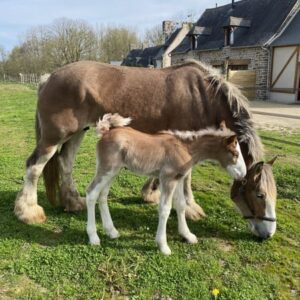 Poulain Clydesdale