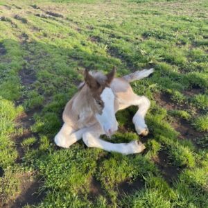 Poulain Clydesdale