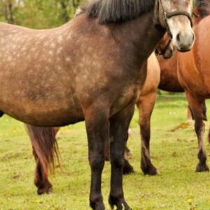 Riding school horse