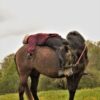 Riding school horse