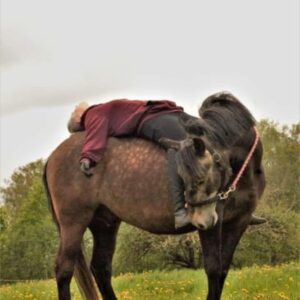 Riding school horse