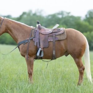 This All Around Palomino Gelding Is Stunning!