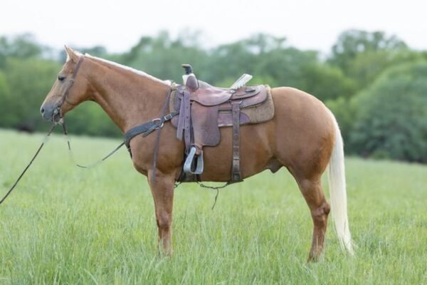 This All Around Palomino Gelding Is Stunning!