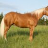 This All Around Palomino Gelding Is Stunning!