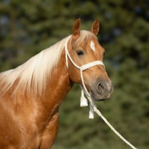 This All Around Palomino Gelding Is Stunning!