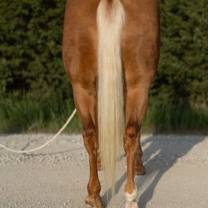 This All Around Palomino Gelding Is Stunning!
