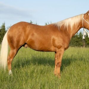 This All Around Palomino Gelding Is Stunning!