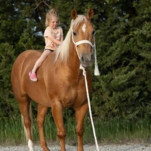 This All Around Palomino Gelding Is Stunning!
