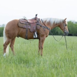 This All Around Palomino Gelding Is Stunning!