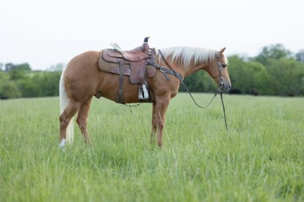 This All Around Palomino Gelding Is Stunning!