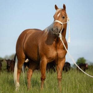 This All Around Palomino Gelding Is Stunning!