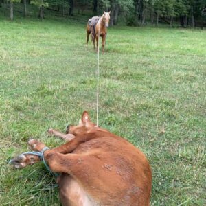 This All Around Palomino Gelding Is Stunning!