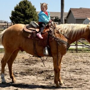 This All Around Palomino Gelding Is Stunning!