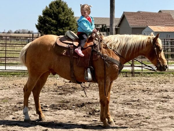 This All Around Palomino Gelding Is Stunning!