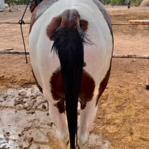 This Paint Gelding Is Absolutely Gorgeous!