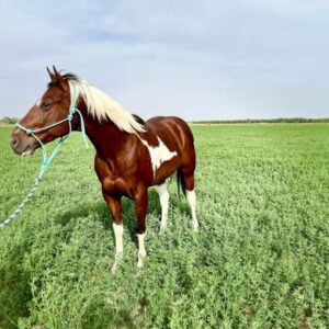 This Paint Gelding Is Absolutely Gorgeous!