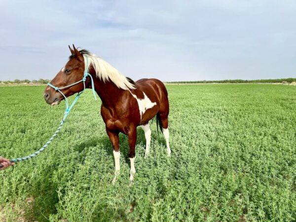 This Paint Gelding Is Absolutely Gorgeous!