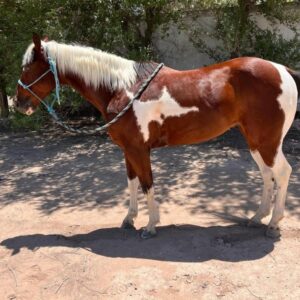 This Paint Gelding Is Absolutely Gorgeous!