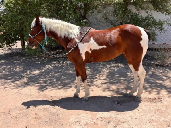 This Paint Gelding Is Absolutely Gorgeous!