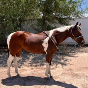 This Paint Gelding Is Absolutely Gorgeous!