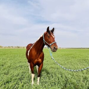 This Paint Gelding Is Absolutely Gorgeous!