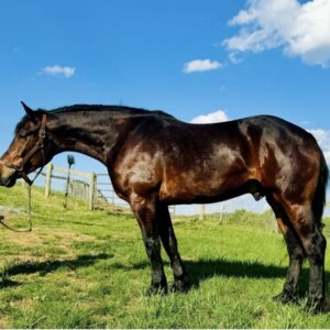 Turbo Is As Sweet As He Is Big! Perfect Family Guy!