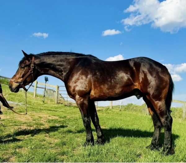 Turbo Is As Sweet As He Is Big! Perfect Family Guy!