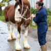 Very Sweet Mare