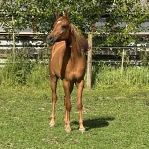Vollblutaraber-Stute, 3 Jahre, Fuchs
