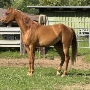 Vollblutaraber-Stute, 3 Jahre, Fuchs
