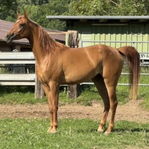 Vollblutaraber-Stute, 3 Jahre, Fuchs