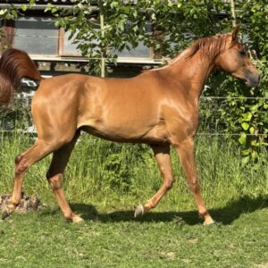 Vollblutaraber-Stute, 3 Jahre, Fuchs