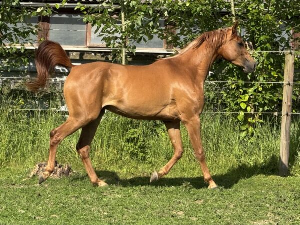 Vollblutaraber-Stute, 3 Jahre, Fuchs