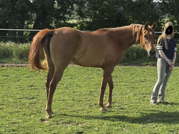 Vollblutaraber-Stute, 3 Jahre, Fuchs