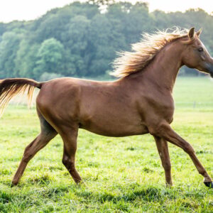 Vollblutaraber-Wallach, 3 Jahre, Fuchs