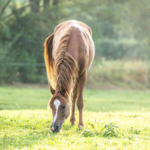 Vollblutaraber-Wallach, 3 Jahre, Fuchs