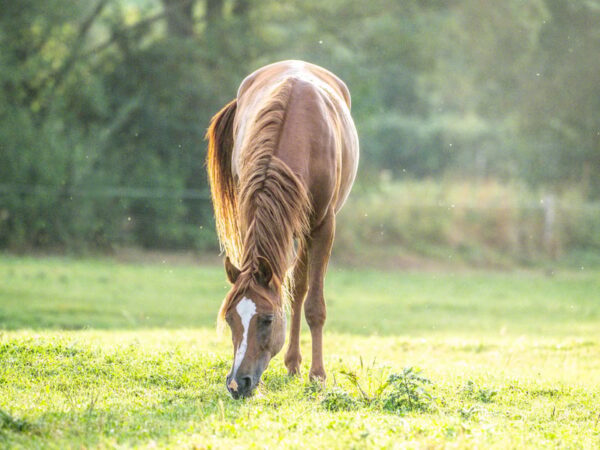 Vollblutaraber-Wallach, 3 Jahre, Fuchs
