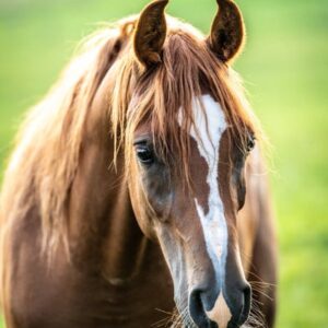 Vollblutaraber-Wallach, 3 Jahre, Fuchs