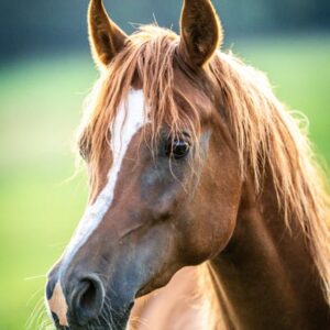 Vollblutaraber-Wallach, 3 Jahre, Fuchs