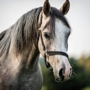 Vollblutaraber-Wallach, 3 Jahre, Schimmel