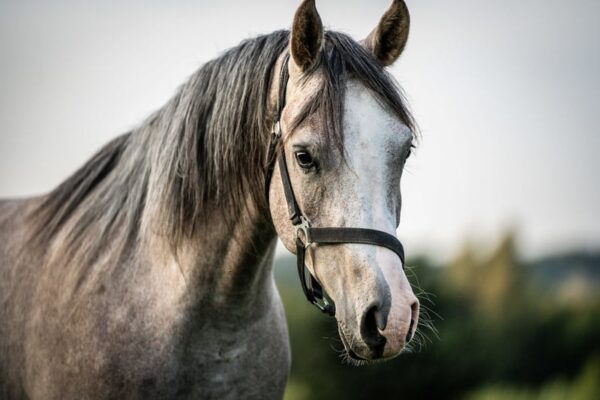 Vollblutaraber-Wallach, 3 Jahre, Schimmel