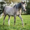 Vollblutaraber-Wallach, 3 Jahre, Schimmel
