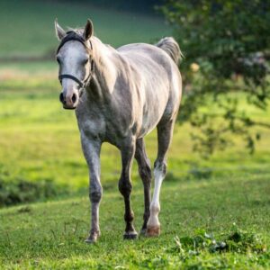 Vollblutaraber-Wallach, 3 Jahre, Schimmel