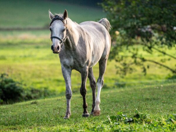 Vollblutaraber-Wallach, 3 Jahre, Schimmel