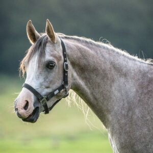 Vollblutaraber-Wallach, 3 Jahre, Schimmel