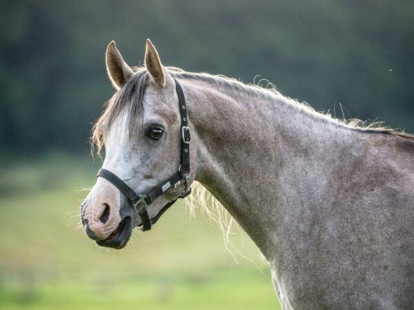 Vollblutaraber-Wallach, 3 Jahre, Schimmel