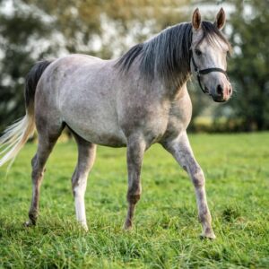Vollblutaraber-Wallach, 3 Jahre, Schimmel