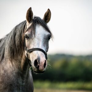 Vollblutaraber-Wallach, 3 Jahre, Schimmel